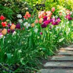 Garten im Vorfrühling: attraktiv und blühend