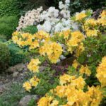 Blühender, attraktiver Garten im späten Frühjahr