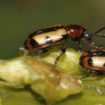 Krankheiten und Parasiten an Spargel