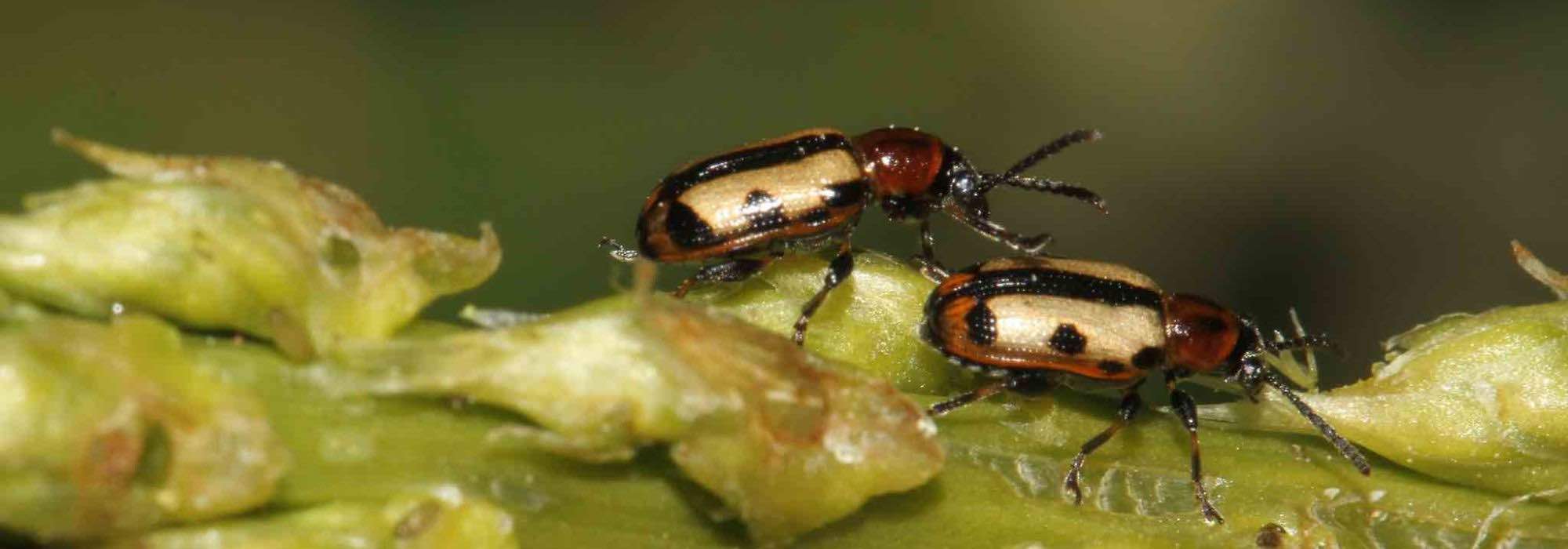 Krankheiten und Parasiten an Spargel