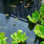 Gartenteich im Winter pflegen