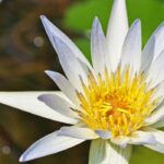 5 aquatische Pflanzen für mildes Klima