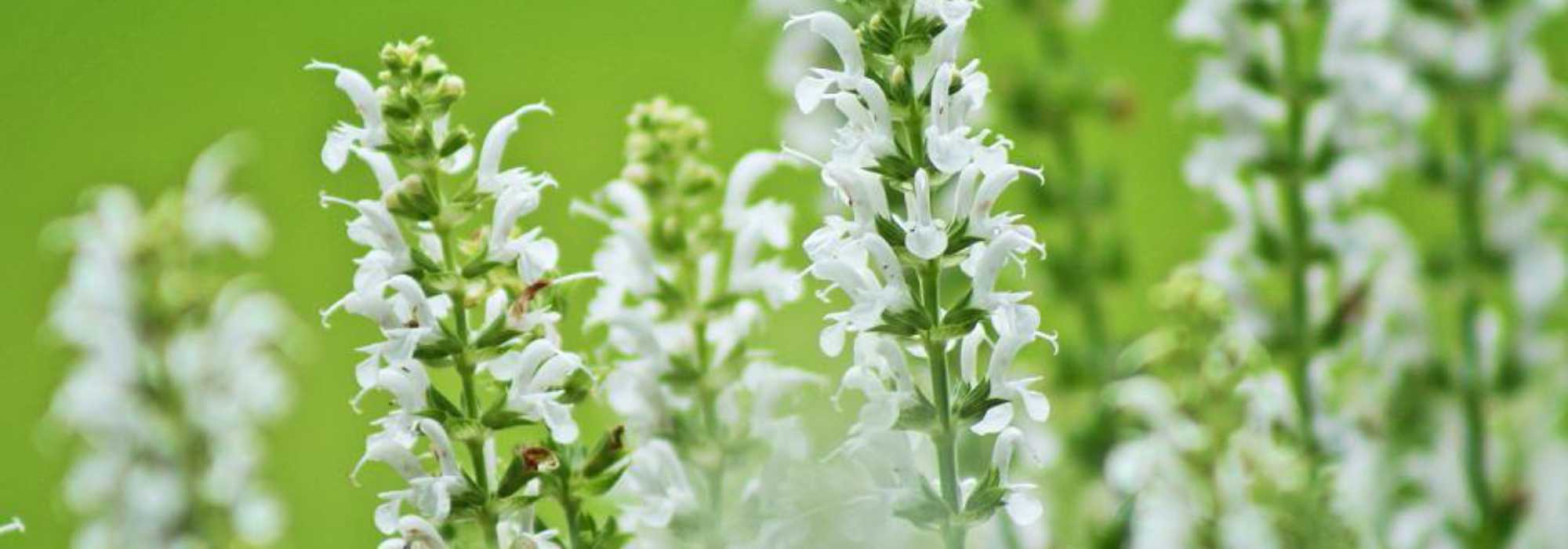 7 Salbei mit weißer Blüte