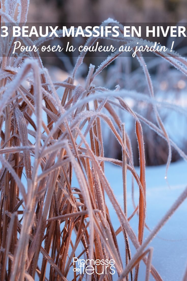 Ziergras, Pflanzung im Beet für den Wintergarten