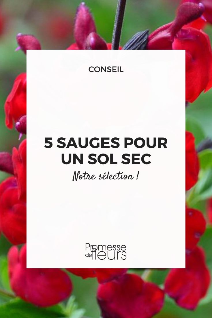 Salvia Traumrot