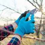 Gartenschere richtig nutzen?