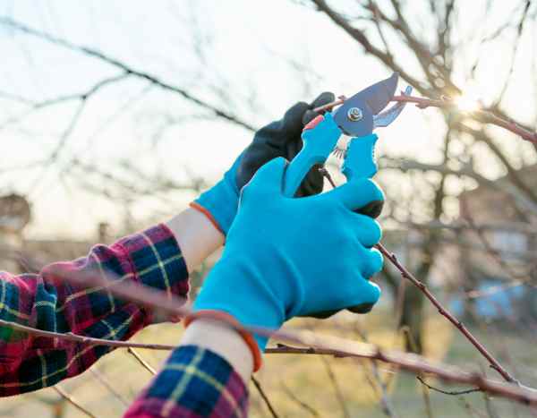 Gartenschere richtig nutzen?