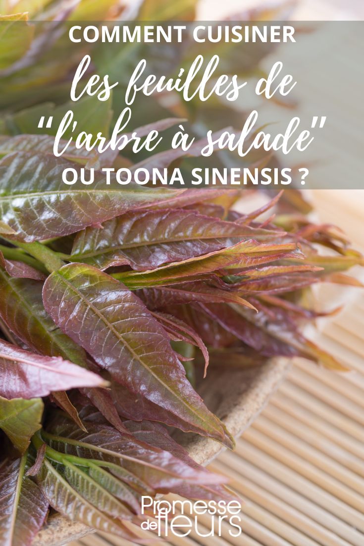 Rezept und Küche: Toona sinensis