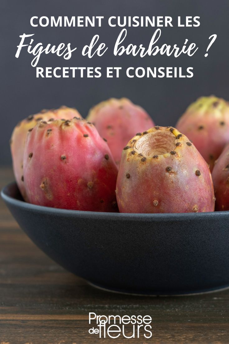 Früchte der Opuntie