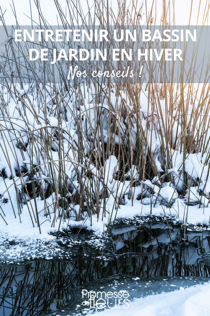 Pflege des Gartenteichs im Winter