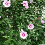 Roseneibischhecke anlegen