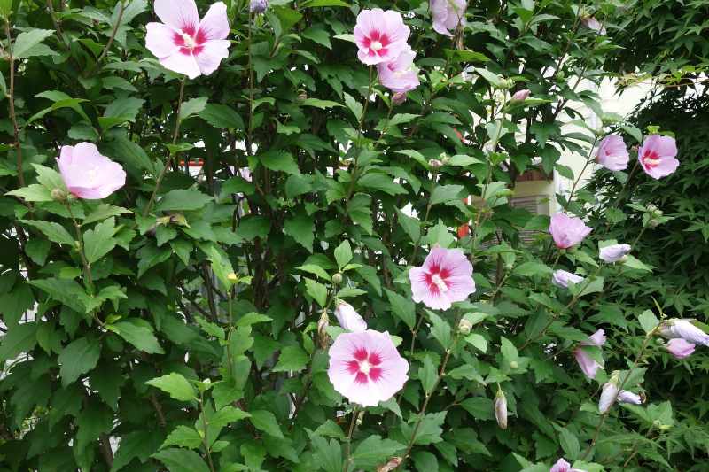 Roseneibischhecke anlegen