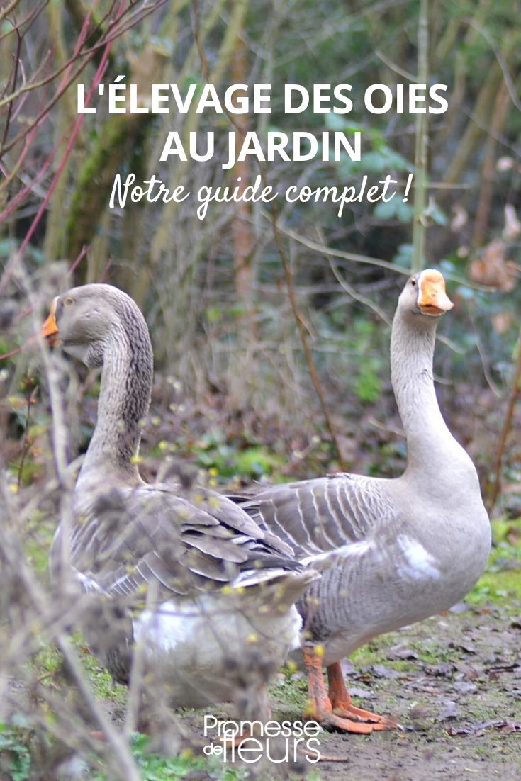 Eine Gans im Garten halten