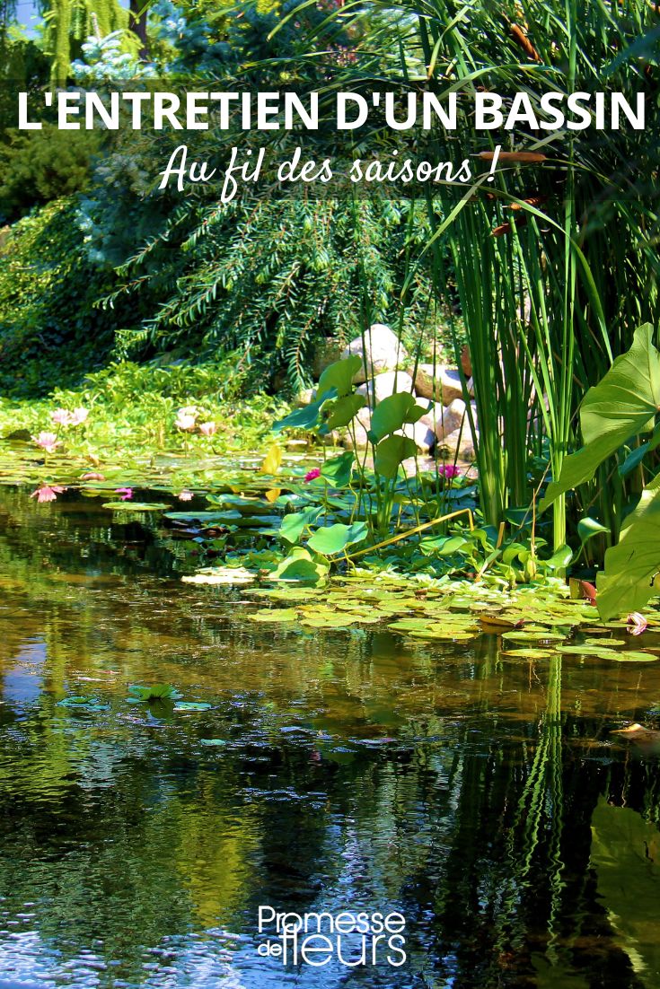 Pflege eines Gartenteichs im Winter, Sommer, Herbst und Frühling