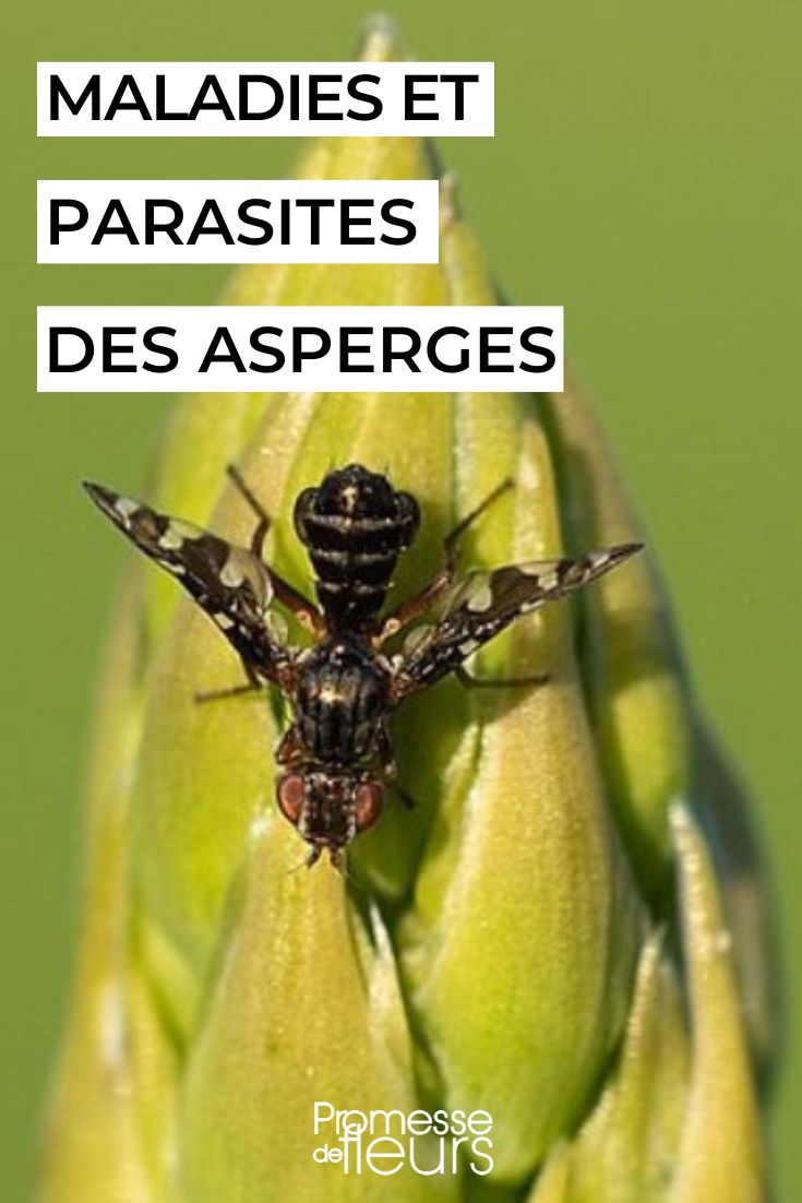 Spargelfliege