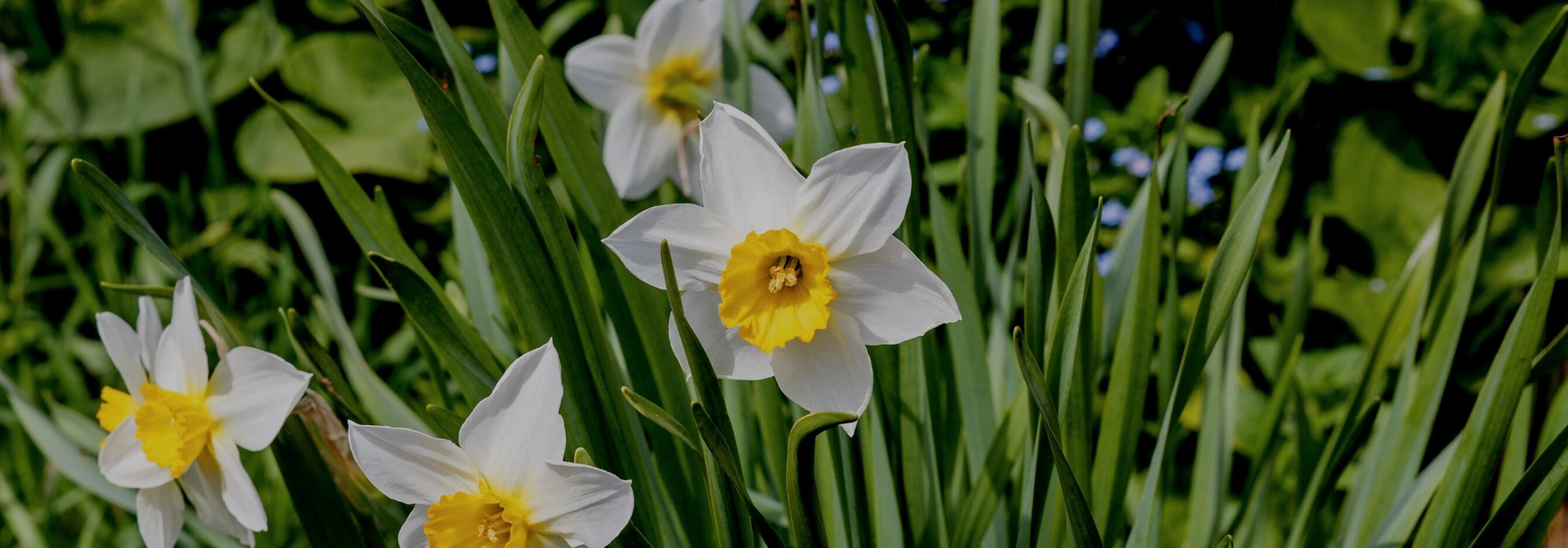 Narzissen nach der Blüte pflegen?