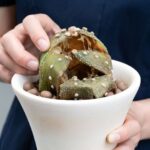 Kakteen und Sukkulenten falsch pflegen: 6 Lektionen