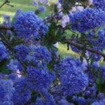 7 bodenbedeckende Sträucher mit Frühlingsblüte
