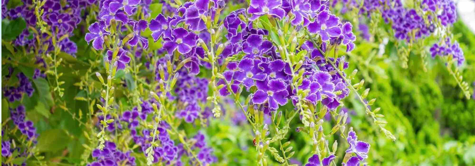 Top 7 exotischer Sträucher mit Frühlingsblüte