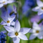 Frühlingszwiebeln zum Verwildern: Natur walten lassen!