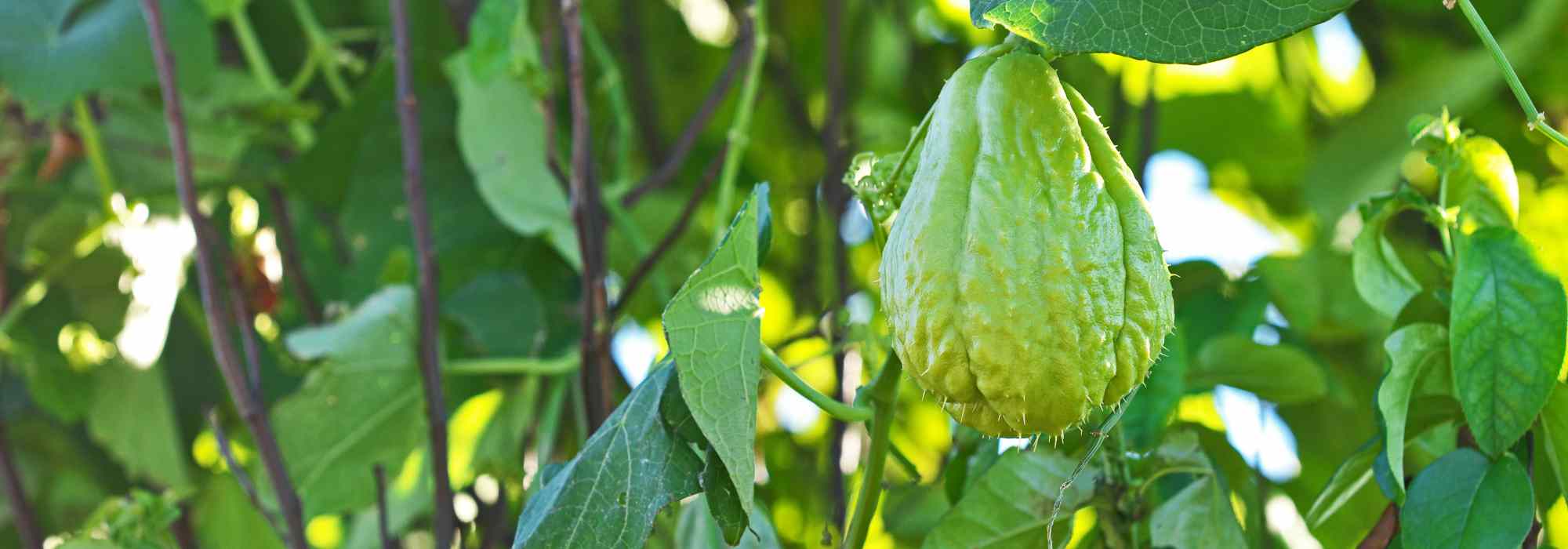 Chayote pflanzen, pflegen und ernten