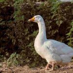Gänsehaltung im Garten: kompletter Ratgeber