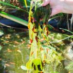 Gartenteichpflege durchs Jahr