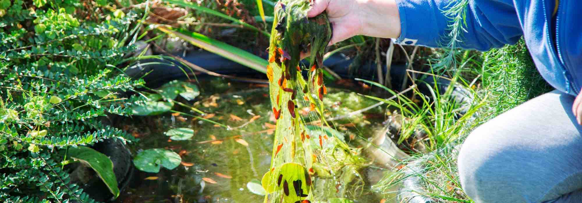 Gartenteichpflege durchs Jahr