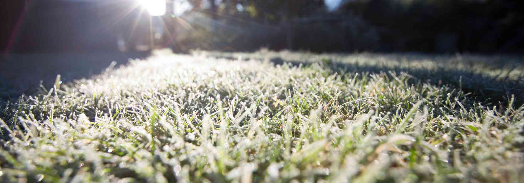 Rasenpflege im Winter?
