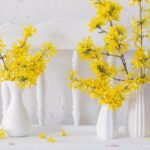 Forsythienzweige für farbenfrohe Blütenzweige treiben?