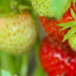 Warum tragen Erdbeeren keine oder wenige Früchte?