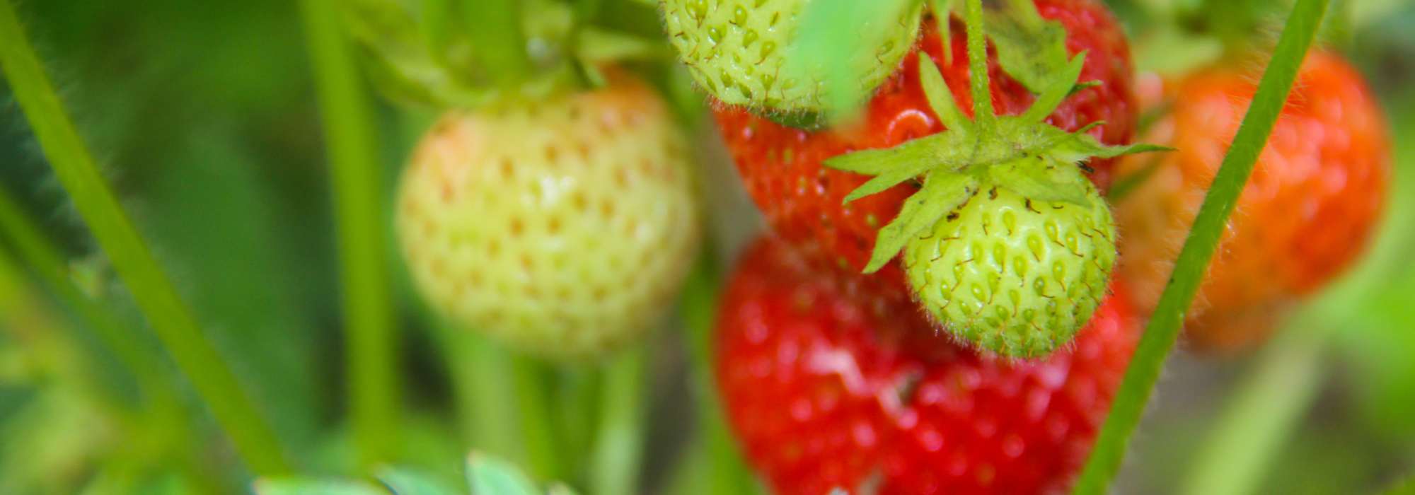 Warum tragen Erdbeeren keine oder wenige Früchte?