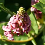 Nachthyazinthe: Pflanzen, Pflege und Ernte