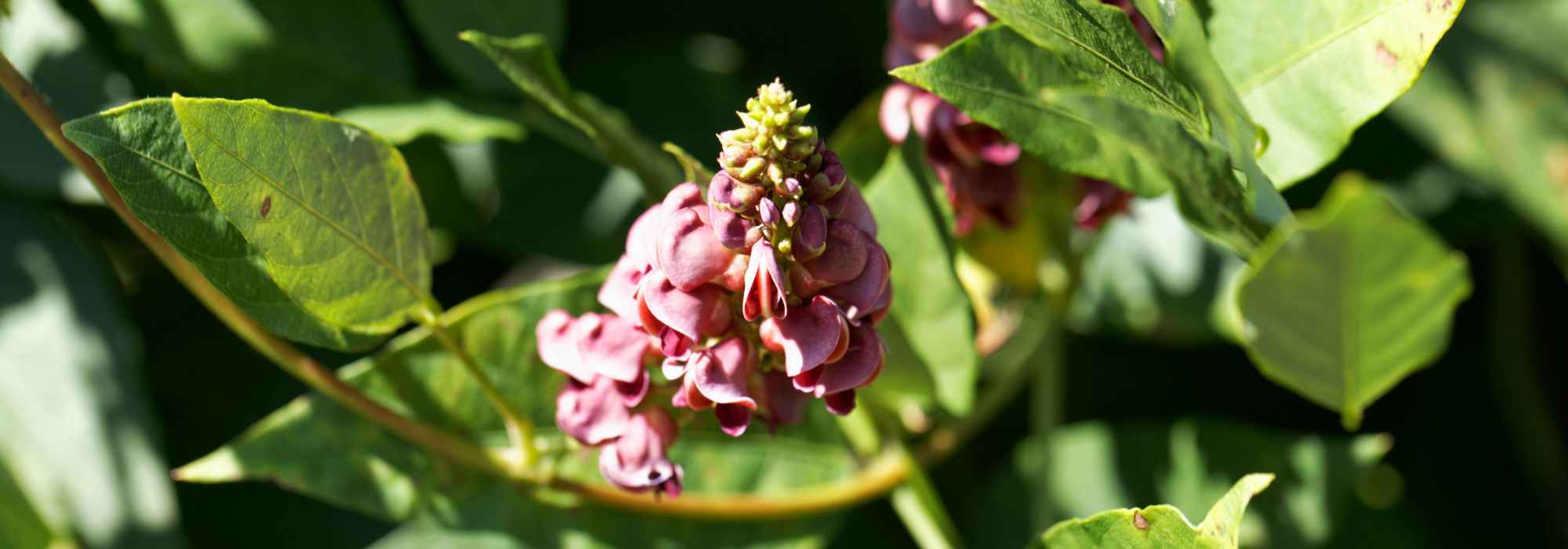 Nachthyazinthe: Pflanzen, Pflege und Ernte