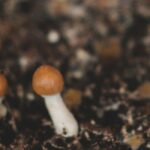 Pilze anbauen: einfach und möglich!