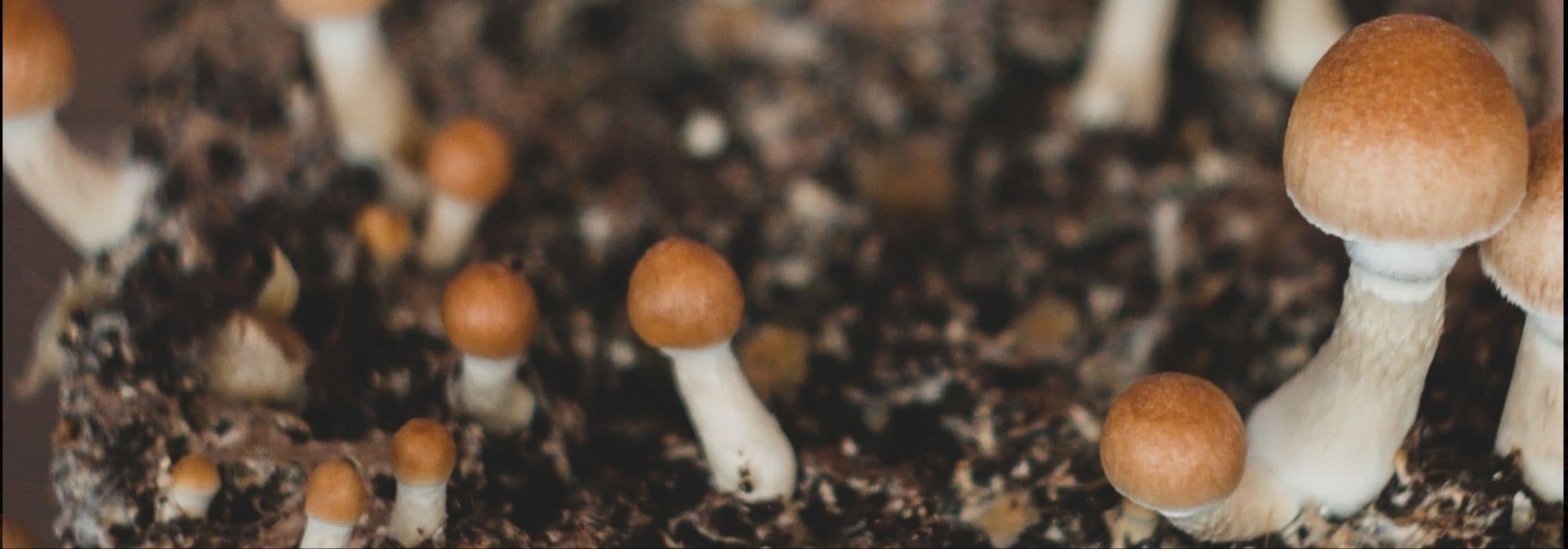 Pilze anbauen: einfach und möglich!