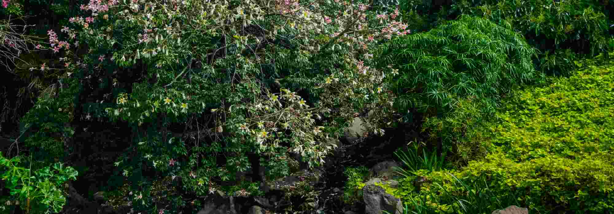 5 exotische Sträucher mit Winterblüte