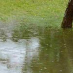 Überflutungsgarten gestalten