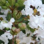 Kräuselmyrte (Lagerstroemia): 7 weiße Sorten