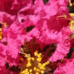 Kräuselmyrte, Chinesische Kräuselmyrte: 7 rosa blühende Sorten