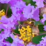 Lagerstroemia, Chinesische Kräuselmyrte: 7 Sorten