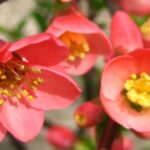 Krankheiten und Parasiten der Zierquitte