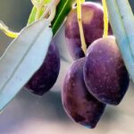 Ölbaum kaufen: Der Ratgeber
