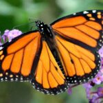 Schmetterlinge fördern die Biodiversität im Garten!