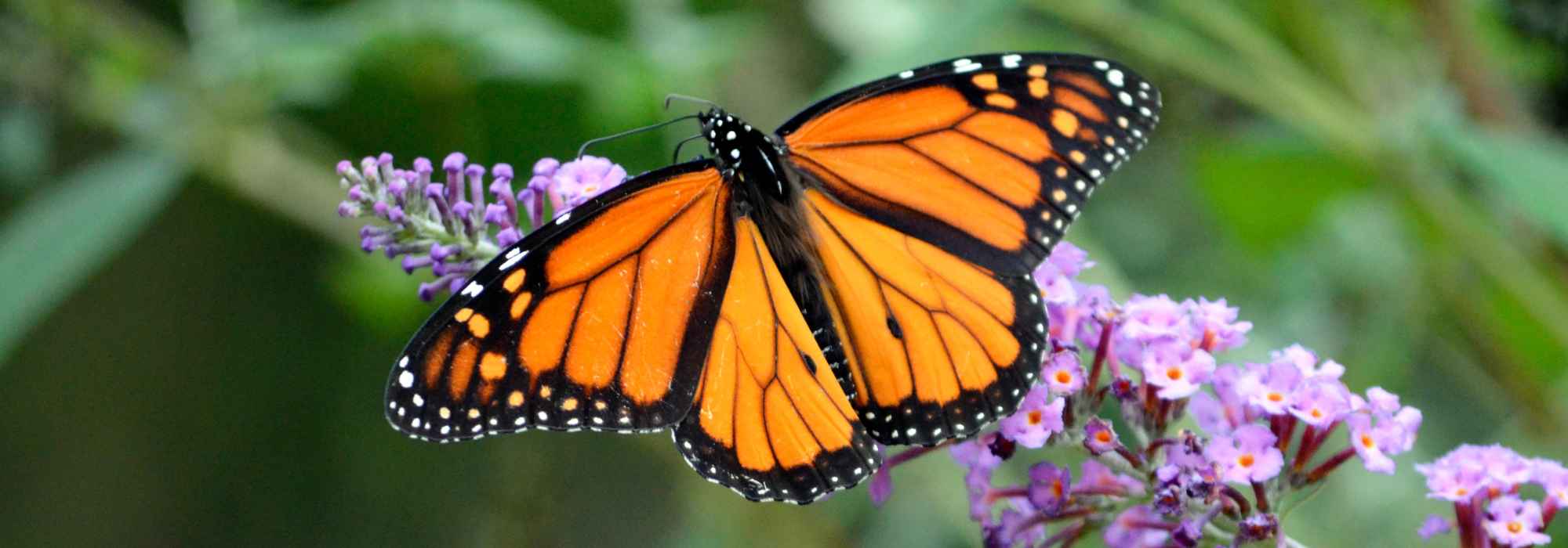 Schmetterlinge fördern die Biodiversität im Garten!