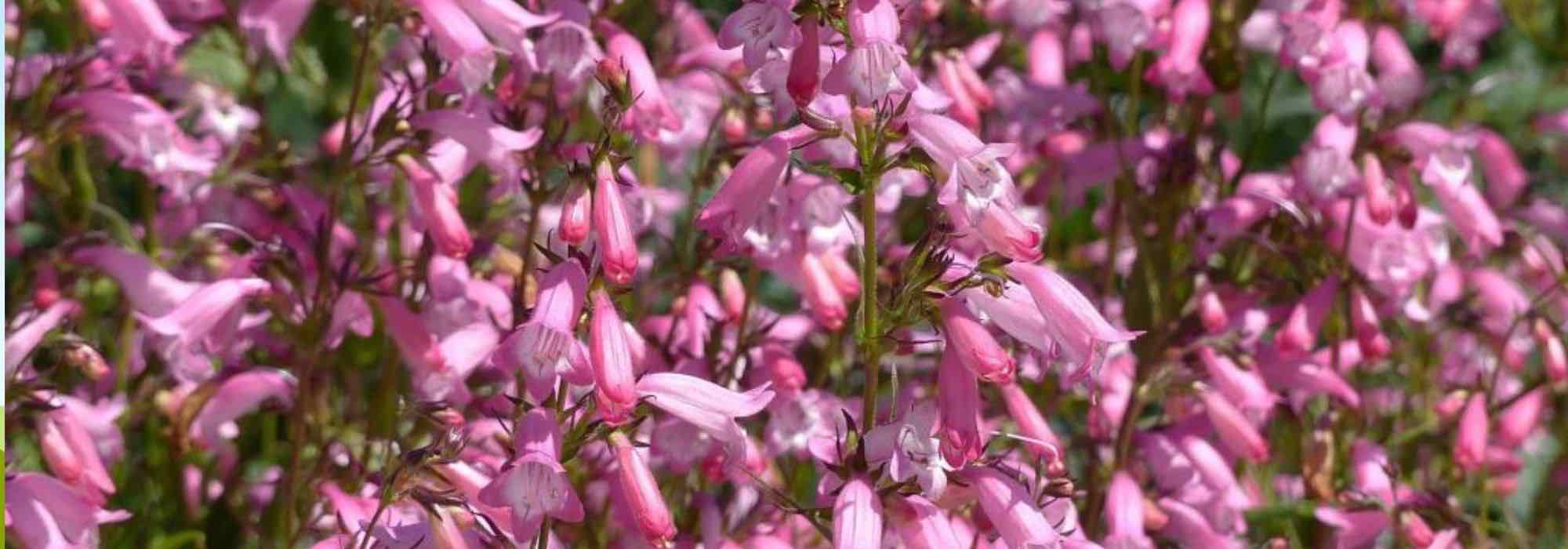 Penstemon im Topf kultivieren