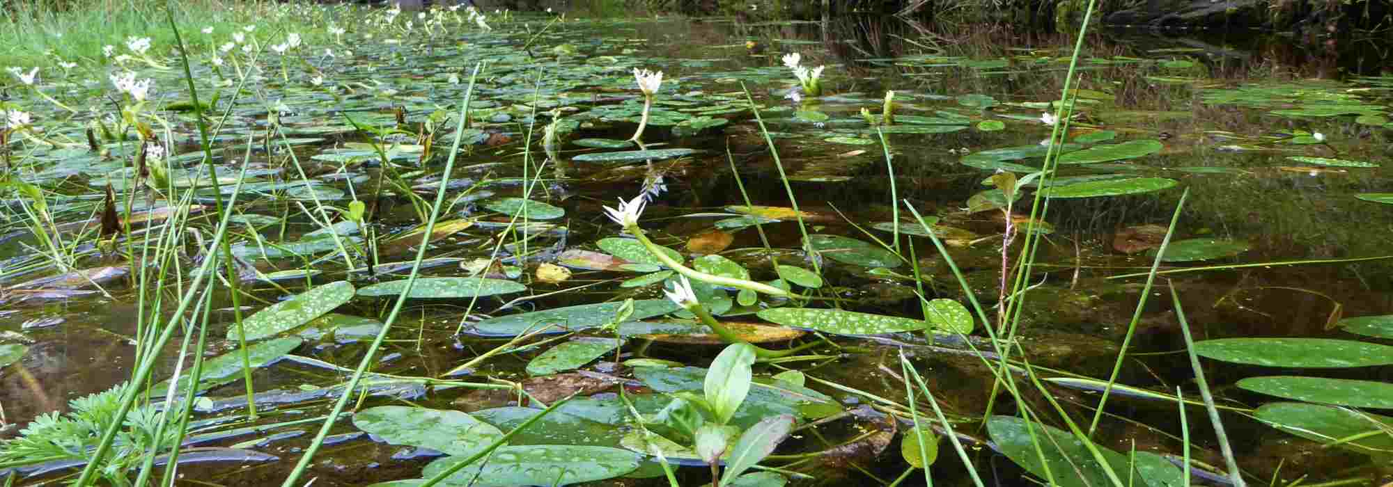 Aquatische Pflanzen mit immergrünem Laub verschönern Teiche zu jeder Jahreszeit