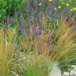 15 Pionierpflanzen für einen klimafesten Garten