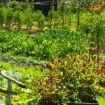 Bio-Gemüsegarten und Permakultur: Unterschiede