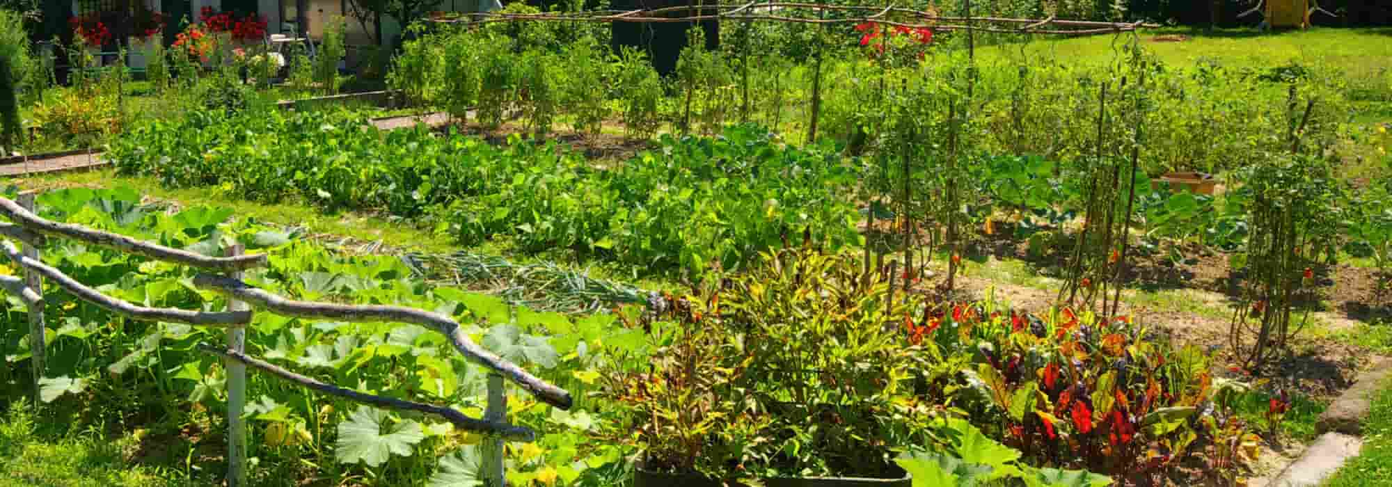 Bio-Gemüsegarten und Permakultur: Unterschiede